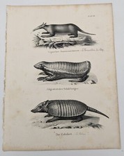 Lithographie :  LE FOURMILIER