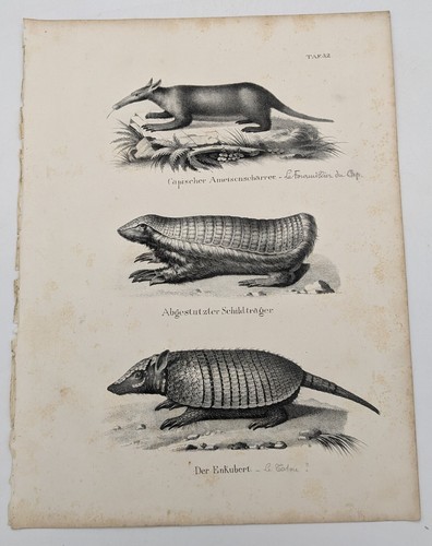 Lithographie le fourmilier - lithographie, :