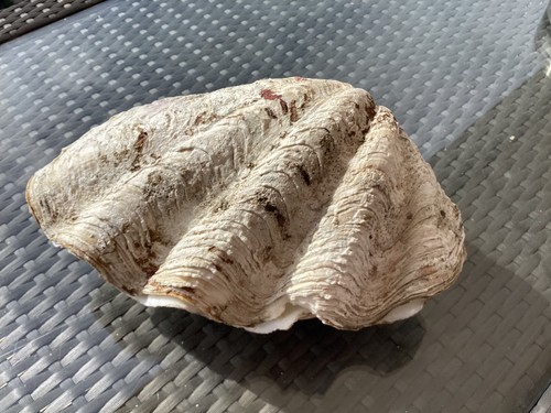 Très gros coquillage - trÈs,