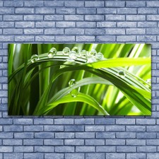 Tableau Image Impression sous verre 140x70 Nature Herbe Gouttes D'eau
