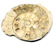 Limestone Ammonite Fossil