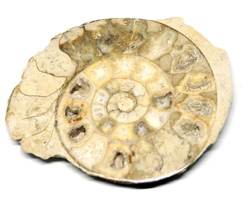 Limestone ammonite fossil - limestone,