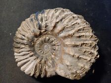 Ammonite Hoplites Dentatus