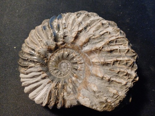 Ammonite hoplites dentatus - ammonite,