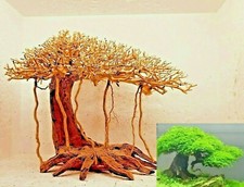 racine mangrove araignée spider root 26x24x33 bois bonsai aquarium aquascaping 2