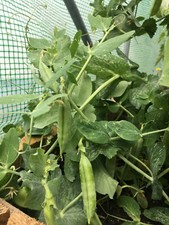 50 Graines de Pois petit