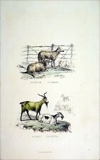 LE BÉLIER & LA BREBIS - le bouc et la chèvre - Gravure couleur du 19ème siècle