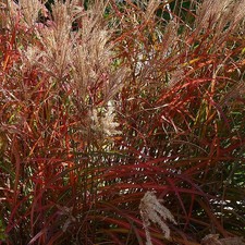 Miscanthus sinensis 'Navajo' - Roseau de Chine rouge