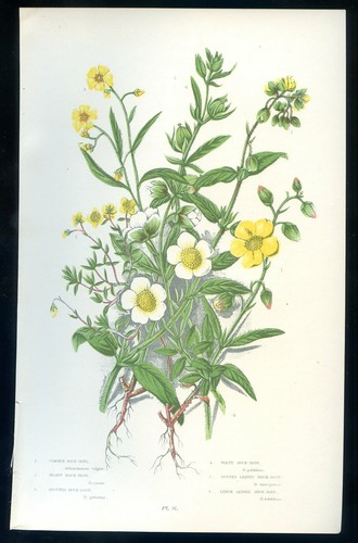 Botanique fleur helianthemum - botanique,,