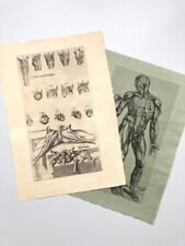 planche anatomique ancienne