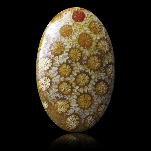 Corail fossile 21 - corail, ct
