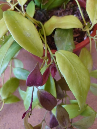 Hoya flavida - hoya,