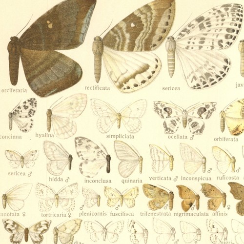 Adalbert seitz papillon - adalbert,