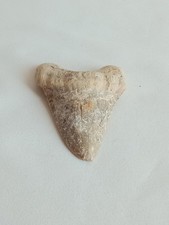 Dent De Requin Géant Maurétanie Datant De 2500 Ans