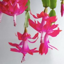 Bouture schlumbergera x