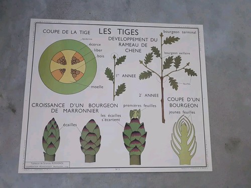 Carte scolaire rossignol - scolaire,