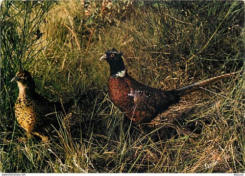 Carte postale animaux - postale,
