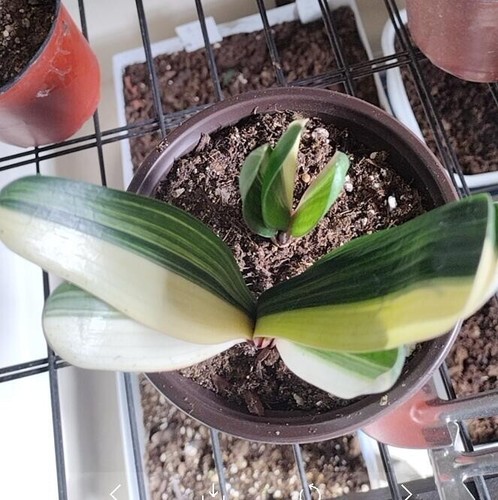 Top variegated clivia 鸳鸯 - variegated,