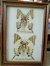 PAPILLONS.  2 SWORDTAIL DANS 1