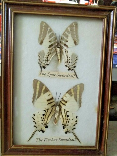 Papillons swordtail dans 1 - papillons.,