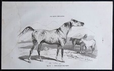 1882 - Étalon de pur sang