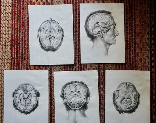 Anatomie medecine bourgery - anatomie,