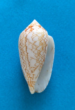 Conus  (Cylinder)