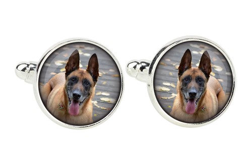 Malinois chien berger belge - chien,