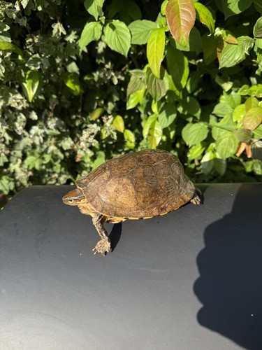 Rare taxidermie tortue - taxidermie,