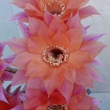 Cactus Hybrid Beautiful