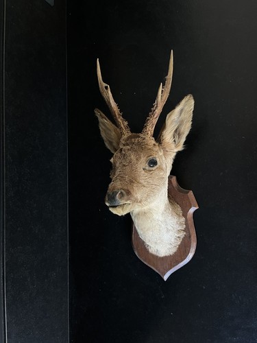 Trophée chasse tête - trophée,