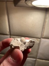 Oeuf de serpent fossile 3