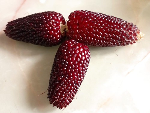 Graines maïs fraise - maïs,
