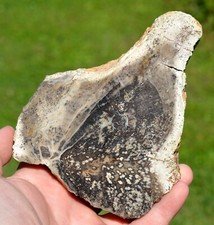 Tranche bois fossile Séquoia 617 gr - Yellowstone National Park, Montana, USA