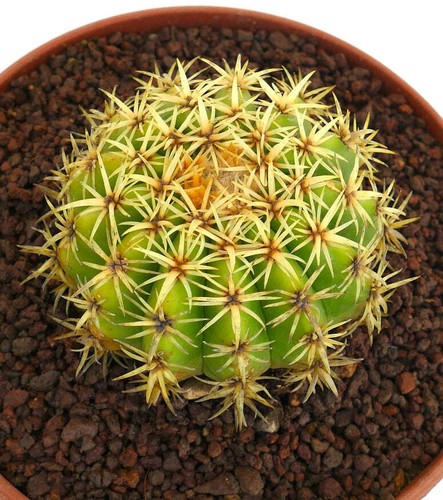 Echinocactus grusonii form