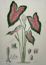 CALADION Caladium Aroidees GRAVURE Maubert NOIRET Botanique PLANTE XIX°