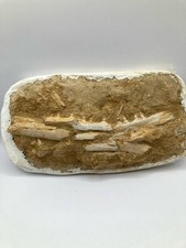 Authentique section de