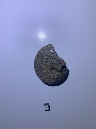 Ammonite fossile polie - 🐚,