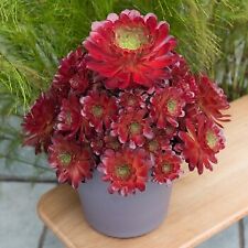 Semponium SURREAL® Sienna / Godet / Succulente