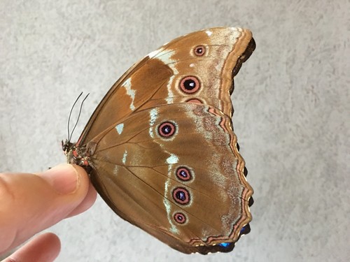 Morpho didius du - x,