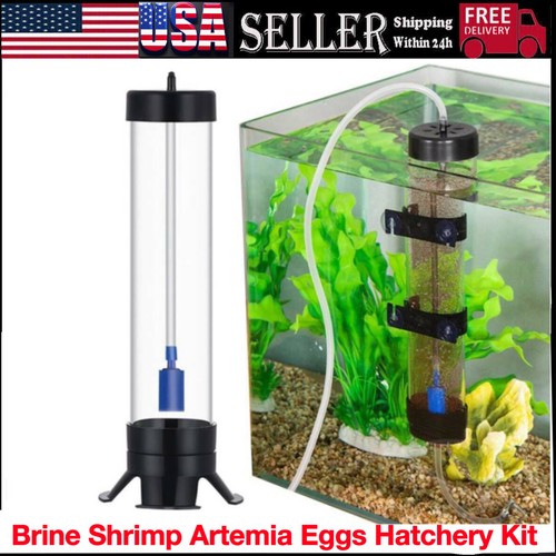 Brine shrimp artemia eggs - shrimp,