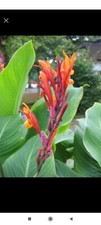 5  gros plants rhizomes 60/70 cm  de haut d' origine de Canna Indica des indes