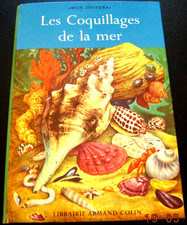 Les coquillages mer - coquillages,