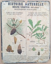 ✶RARE✶ Très ancienne affiche Deyrolle (Monnaie), 1860 - 16 Végétaux, Chêne