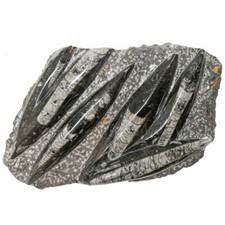 Plaque en marbre fossilifère