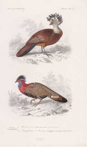 Crax rubra tragopan poule - crax,