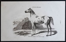 1882 - Cheval anglo-percheron