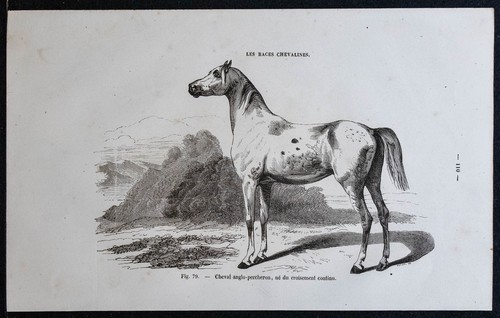 1882 cheval anglo percheron - cheval, anglo-percheron