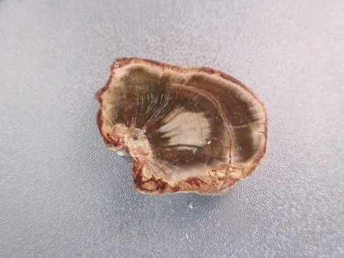 Madagascar petrified wood - petrified,