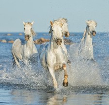 Poster chevaux of Camargue (63